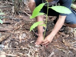 HUT ke-11 Tahun, BPKel Oi Hidup Lakukan Penanaman Pohon