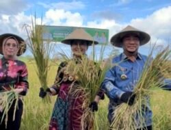 Gubernur Yulius Hadiri Panen Raya Padi Sawah Di Bolsel